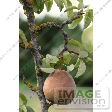 #278 Picture of a Pear on a Pear Tree by Kenny Adams