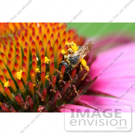 #280 Bee Pollination on a Purple Magnus Coneflower by Kenny Adams