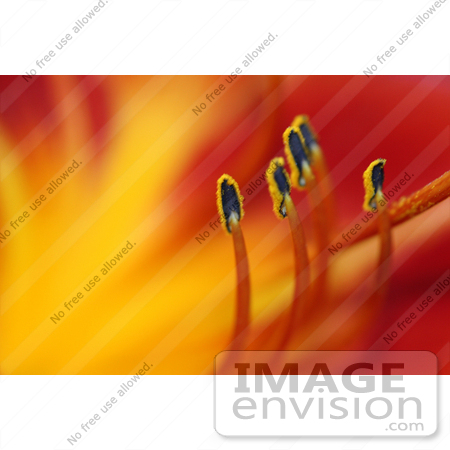 #285 Picture of a Chicago Daylily by Kenny Adams