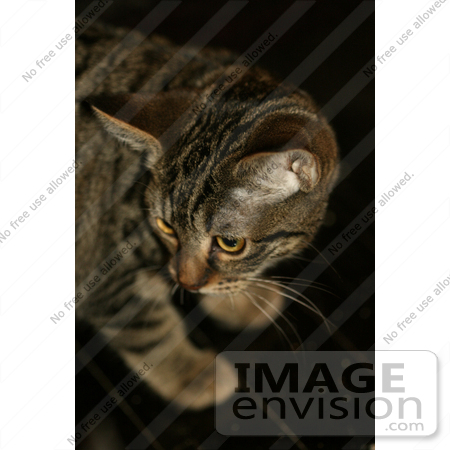 #287 Picture of a Tabby Kitten by Kenny Adams