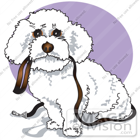 #29031 Royalty-free Cartoon Clip Art of a Cute White Bichon Frise Dog Carrying a Leash in its Mouth and Begging to be Walked by Andy Nortnik