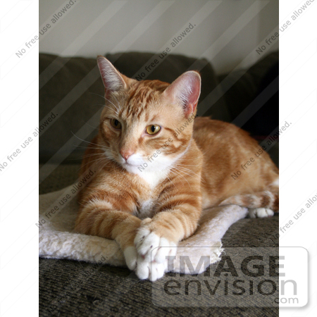 #296 Photo of an Orange Cat With Paws Crossed by Jamie Voetsch