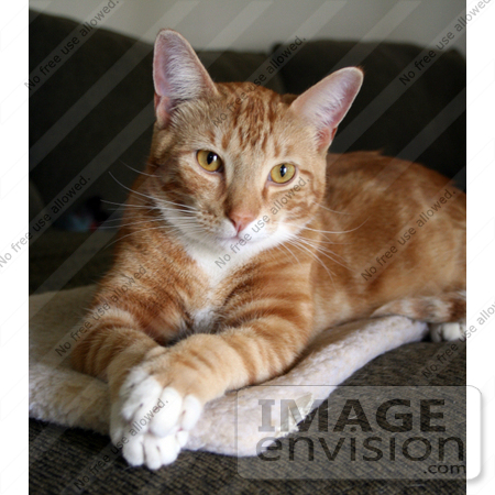 #298 Photo of an Orange Cat Sitting With His Paws Crossed by Jamie Voetsch