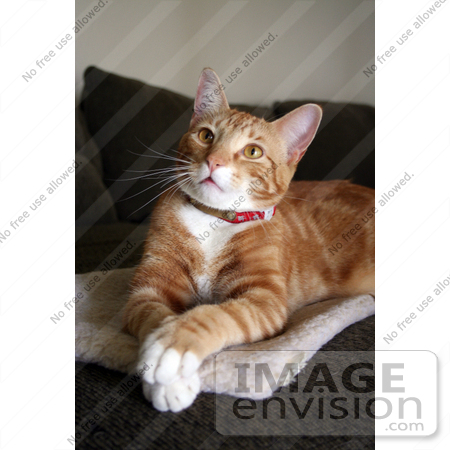 #300 Photo of an Orange Cat Resting With His Paws Crossed by Jamie Voetsch