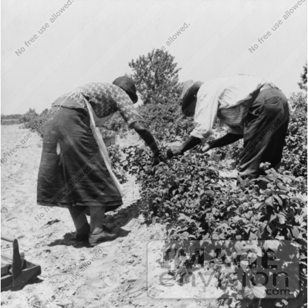 #3011 Berry Pickers by JVPD