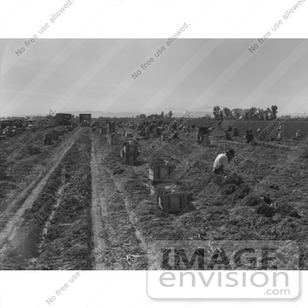 #3015 Workers in Carrot Field by JVPD