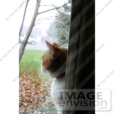 #302 Photo of a Calico Cat Looking Out Through a Window by Jamie Voetsch