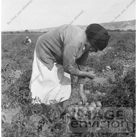 #3055 Mexican Migrant Woman Harvesting Tomatoes by JVPD