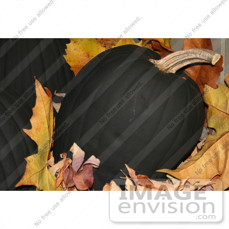 #31 Picture of a Black Halloween Pumpkin by Kenny Adams