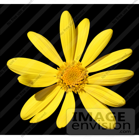 #314 Picture of a Yellow Daisy Flower by Kenny Adams