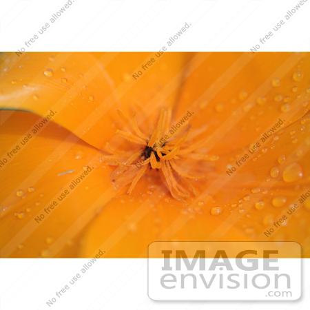 #315 Picture of an Orange Poppy Flower by Kenny Adams