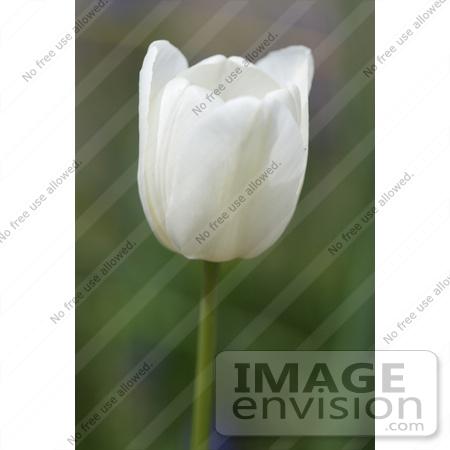 #318 Flower Picture of a White Tulip by Kenny Adams