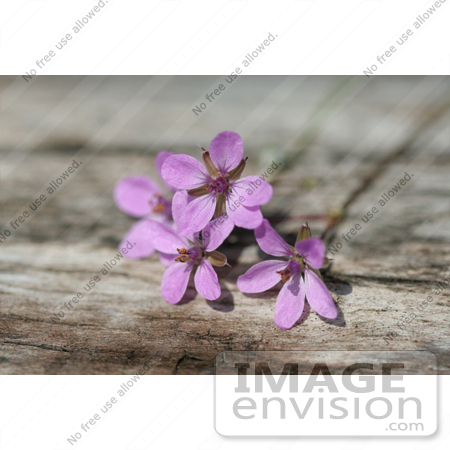 #319 Picture of Small Purple Flower by Kenny Adams