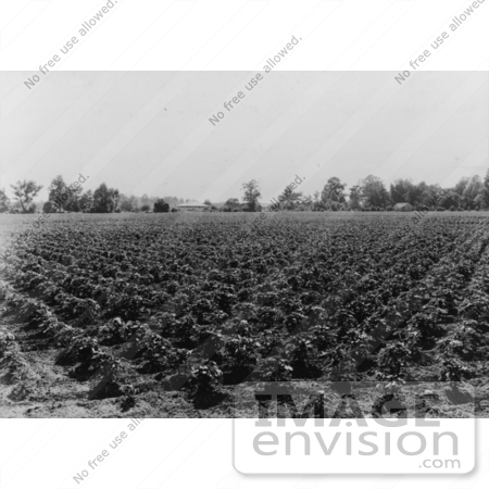 #3231 Check Row Cotton Field by JVPD