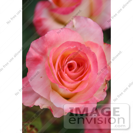 #327 Photo of a Diana Princess of Wales Rose by Jamie Voetsch