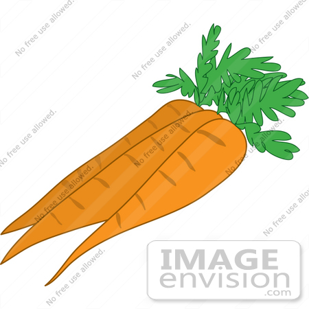 #33446 Clipart of a Group Of Three Fresh Carrots, Cleaned And Ready For Food Prep by Maria Bell