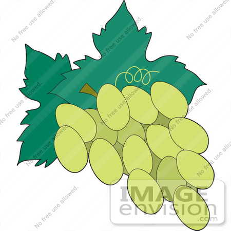 #33460 Clipart of a Green Grape Cluster on the Vine by Maria Bell