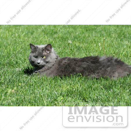 #335 Stock Photo of a Gray Cat Lying on Grass by Jamie Voetsch