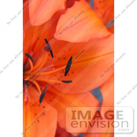 #341 Photograph of an Orange Asiatic Lily by Jamie Voetsch