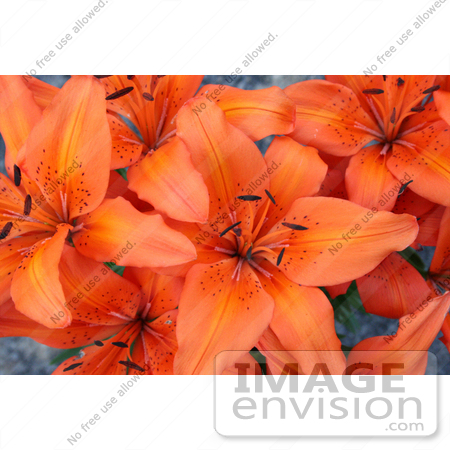 #343 Photo of an Orange Asiatic Lily by Jamie Voetsch