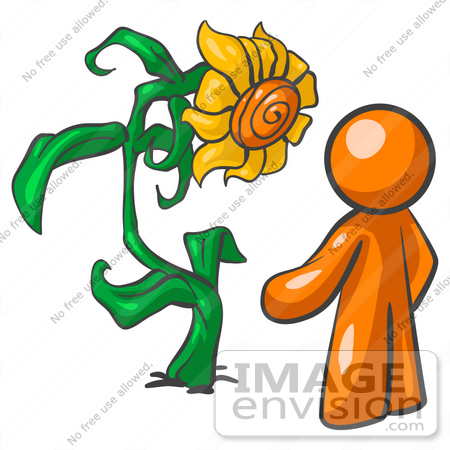 #34311 Clip Art Graphic of an orange guy character standing in front of his giant sunflower in his garden by Jester Arts