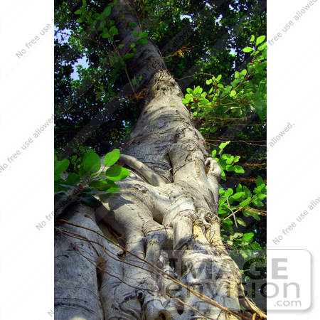 #34330 Stock Photo of a Large Banyan Tree (Ficus Benghalensis) With Lush Green Leaves And A Textured Trunk, From The Bottom Looking Up by Jester Arts