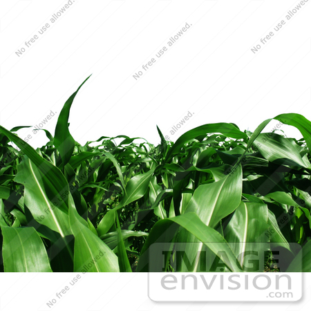 #34331 Stock Photo of a Corn Crop Of Lush Green Plant Stalks Growing Abundantly, Over A White Background by Jester Arts