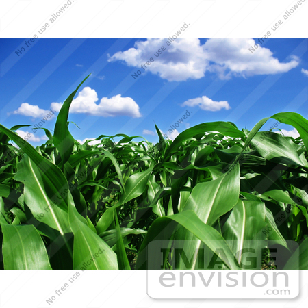 #34332 Stock Photo of a Crop Field Of Lush Green Corn Stalks Growing Organically Under A Blue Sky With White Puffy Clouds by Jester Arts