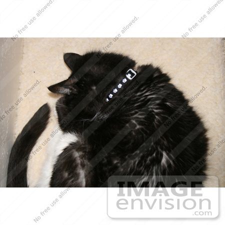 #344 Image of a Sleeping Tuxedo Cat by Jamie Voetsch