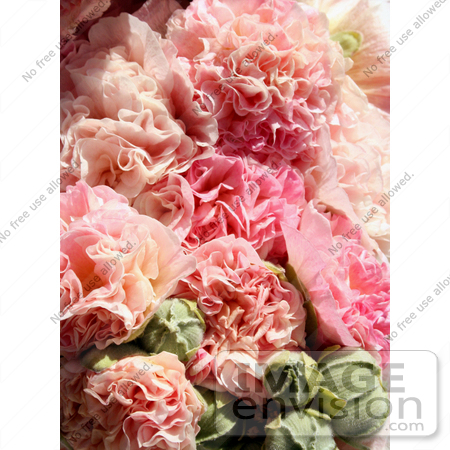 #345 Image of Pink Hollyhock Flowers by Jamie Voetsch