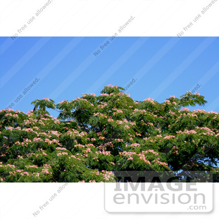 #346 Photograph of a Mimosa Tree by Jamie Voetsch
