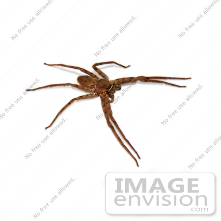 #34623 Stock Photo of a Brown Huntsman Spider (Heteropoda Venatoria) On A White Background by Jester Arts