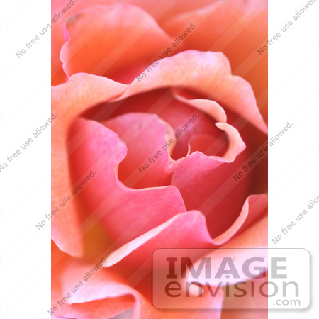 #350 Photo of a Pink Rose by Jamie Voetsch