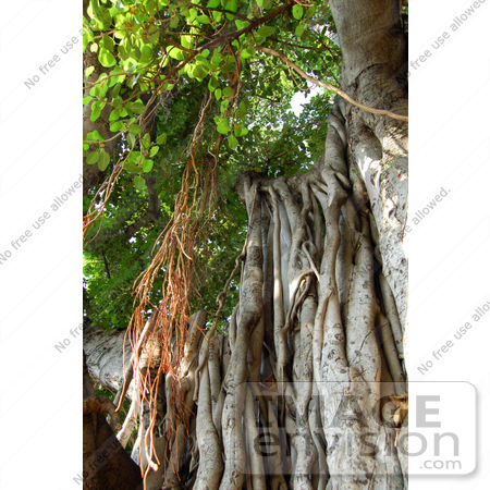 #35499 Stock Photo of Hanging Aerial Roots Of A Banyan Tree (Ficus Benghalensis) by Jester Arts