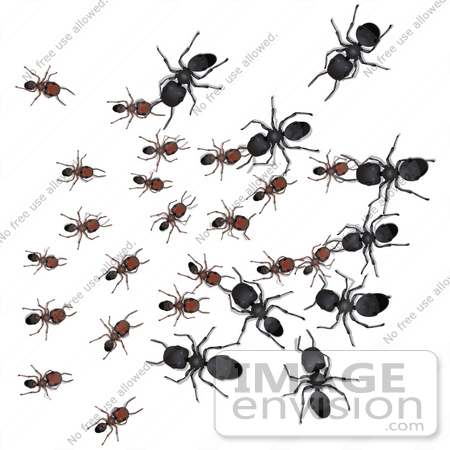 #35759 Clip Art Graphic of Black Sugar Ants And Brown Ants At War, Fighting Over Territory by Jester Arts