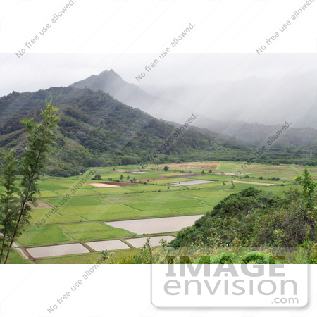 #36519 Stock Photo of a Scenic View Of Patchwork Fields In Hanalei Valley With Mountains, Northern Kauai, Hawaii by Jamie Voetsch