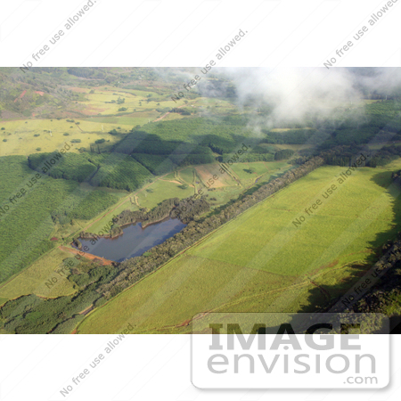 #36522 Stock Photo of an Aerial View Of The Tunnel Of Trees Made Of Eucalyptus Trees Planted Along Maluhia Road, Kauai, Hawaii by Jamie Voetsch