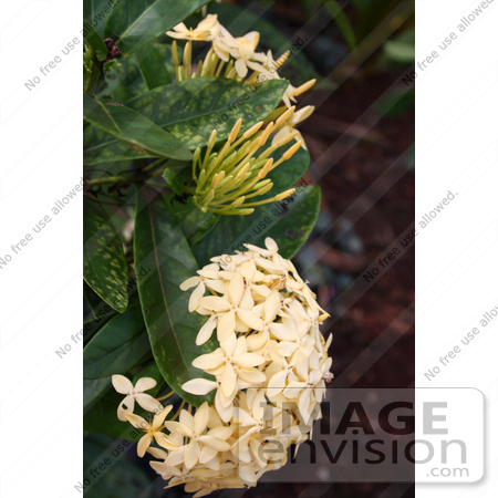 #36544 Stock Photo of a Head Of Clustered Pale Yellow Flowers Below Buds On A Plant by Jamie Voetsch