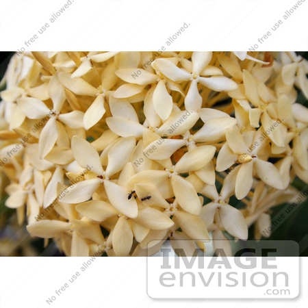 #36545 Stock Photo of Ants Crawling On A Head Of Clustered Pale Yellow Flowers In A Garden by Jamie Voetsch
