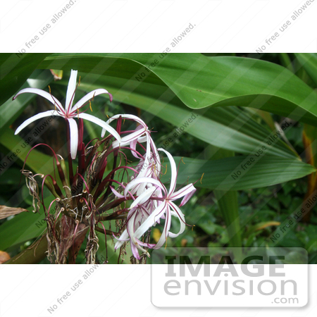 #36546 Stock Photo of a Cluster Of Pink And White Spiderlilies Against A Backdrop Of Green Leaves by Jamie Voetsch