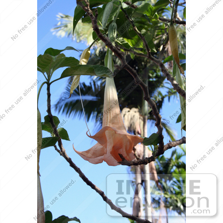 #36547 Stock Photo of a Pale Pink Brugmansia Angel’s Trumpet Flower Hanging From A Tree by Jamie Voetsch