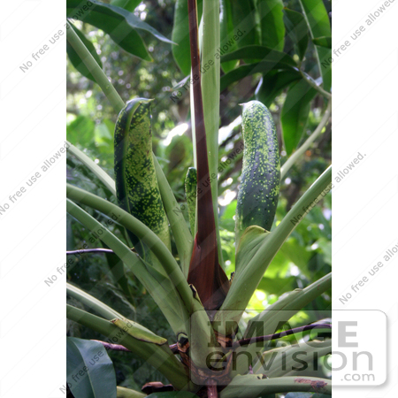 #36548 Stock Photo of Two Fruits Resembling Cucumbers Growing On A Green Plant In A Garden by Jamie Voetsch