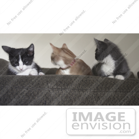 #367 Photo of Three Cats Sitting on a Couch by Jamie Voetsch
