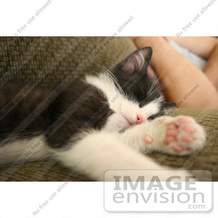 #369 Image of a Tuxedo Kitten Sleeping by Jamie Voetsch