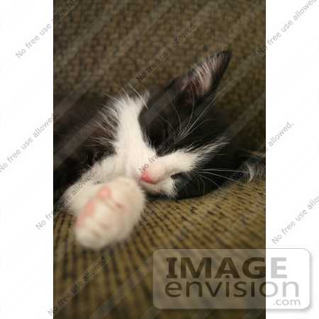 #370 Photo of a Sleeping Tuxedo Kitten by Jamie Voetsch