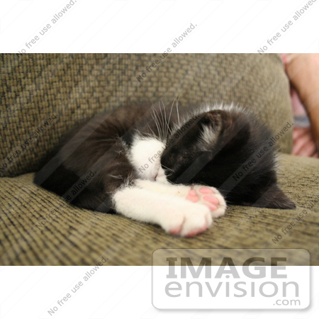 #371 Image of a Tuxedo Kitten Sleeping by Jamie Voetsch