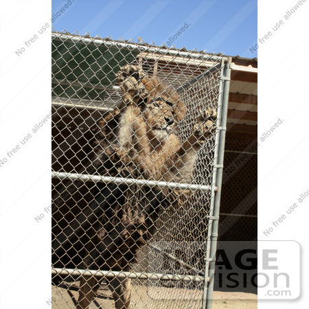 #378 Image of a Lion Standing up in a Cage by Jamie Voetsch
