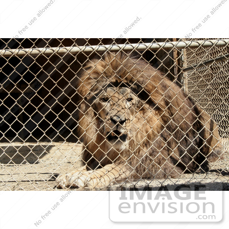 #379 Photo of a Caged Lion by Jamie Voetsch