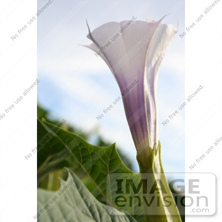 #382 Photograph of a Purple Jimson Weed Flower by Jamie Voetsch