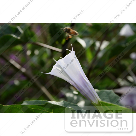 #385 Photo of a Purple Jimson Weed Flower With a Bee by Jamie Voetsch